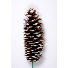 SUGAR PINE CONE WHITE TIP  9"-14" STAKED OUT OF STOCK